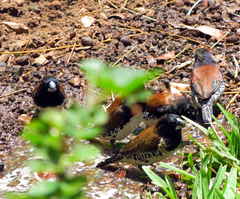 Spermestes bicolor nigriceps