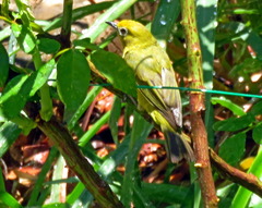 Zosterops anderssoni