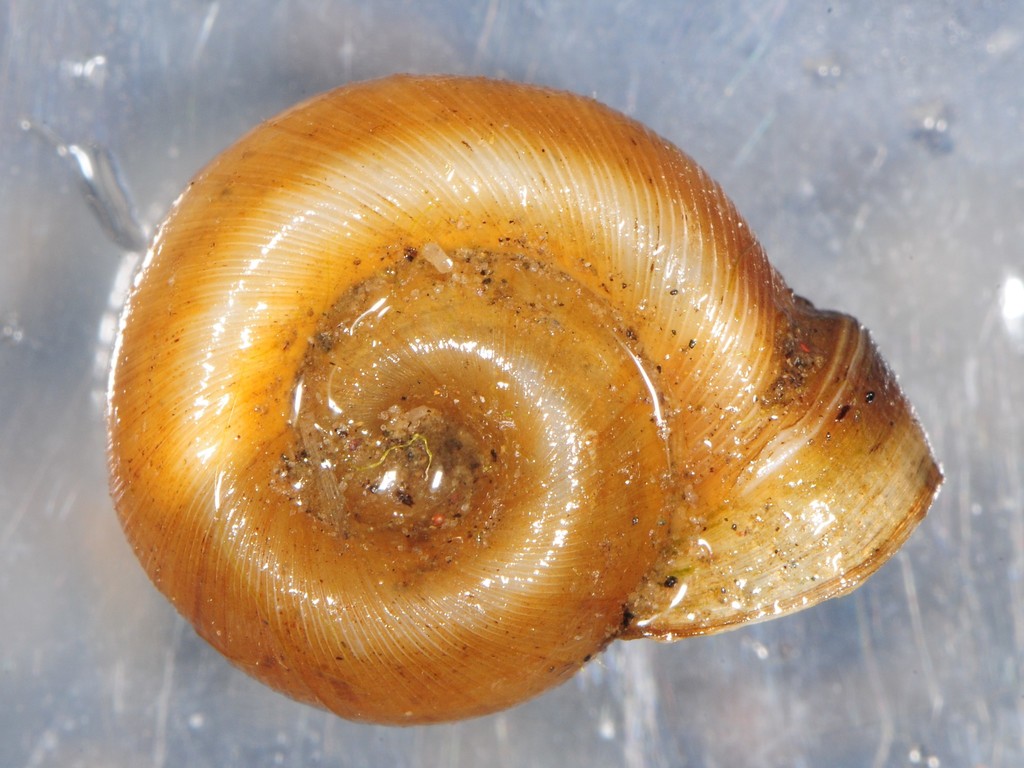 Bellmouth Ramshorn