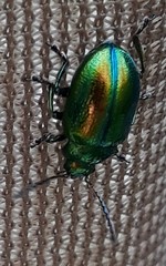Chrysolina graminis