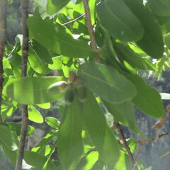 Quercus porphyrogenita