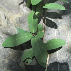 Quercus porphyrogenita, photograph (c) Ricardo Jaimes-López, some rights reserved (CC BY)