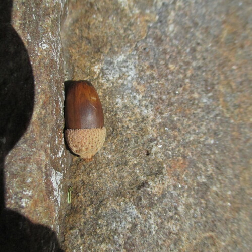 Quercus porphyrogenita, photograph 1