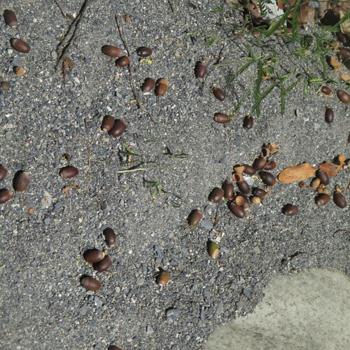 Quercus porphyrogenita, photograph 2