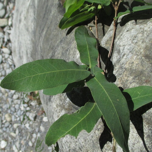 Quercus porphyrogenita, photograph 4