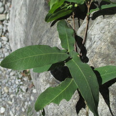 Quercus porphyrogenita, photograph (c) Ricardo Jaimes-López, some rights reserved (CC BY)