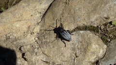 Dorcadion fuliginator