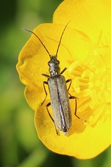 Oedemera lurida