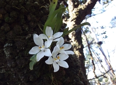 Sarcochilus falcatus