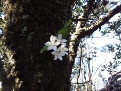 Sarcochilus falcatus