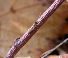 Diadromus collaris