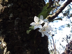Sarcochilus falcatus