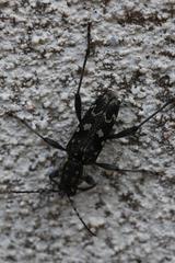 Xylotrechus rusticus