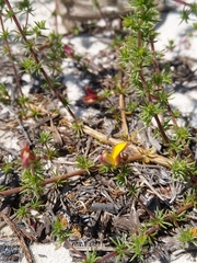 Aspalathus retroflexa bicolor