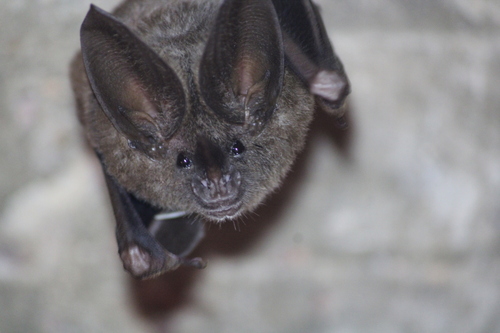Southern Golden Bat