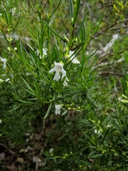 Prostanthera nivea
