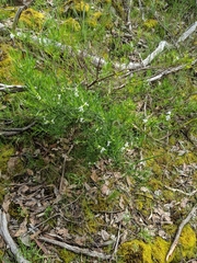 Prostanthera nivea