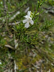 Prostanthera nivea
