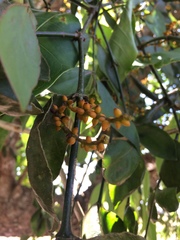 Phoradendron piperoides