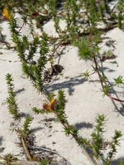 Aspalathus retroflexa bicolor