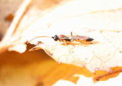 Diadromus collaris