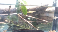 Pseudomugil signifer