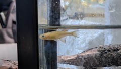 Pseudomugil signifer