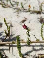 Aspalathus retroflexa bicolor