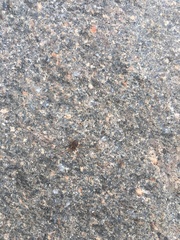 Lophopilio palpinalis
