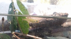 Pseudomugil signifer