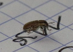 Sitona lineatus