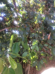 Phoradendron piperoides