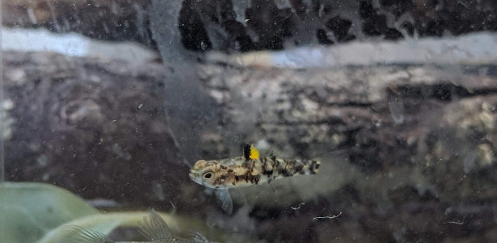 Lidwill's Dwarfgoby