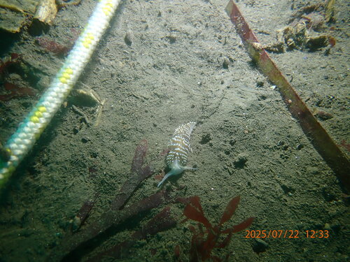 Phidiana lottini
