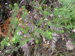 Indigofera filiformis