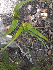 Colchicum eucomoides