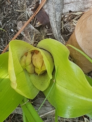 Colchicum eucomoides