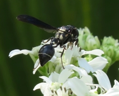 Zethus spinipes variegatus