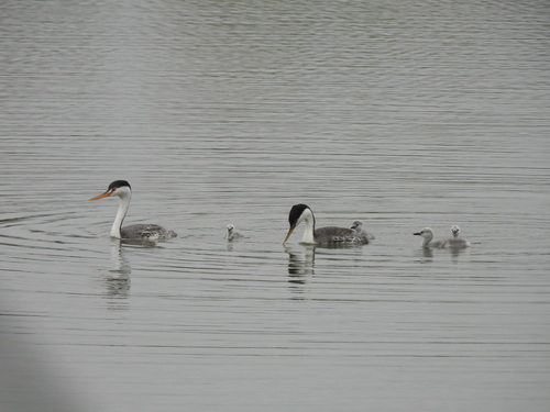 iNaturalist observation photo of Western × Clark's Grebe