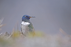 Oreotrochilus chimborazo