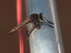 Colepia rufiventris