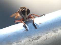 Colepia rufiventris