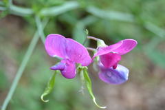Lathyrus