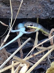 Psammophis subtaeniatus