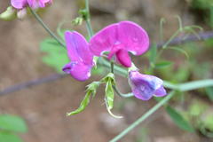 Lathyrus