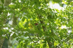 Psittacula longicauda