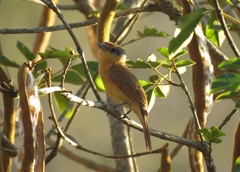 Pachyramphus castaneus