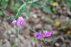 Lathyrus