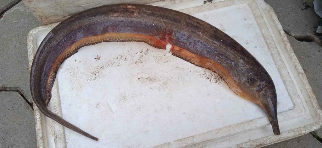 Langsnuit-mesvis (Rhamphichthys rostratus) — Rhamphichthyidae