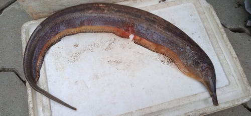 Trompet knifefish (Rhamphichthys rostratus) — Rhamphichthyidae